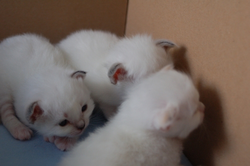 kittens A-nest Ushi 2 weken oud